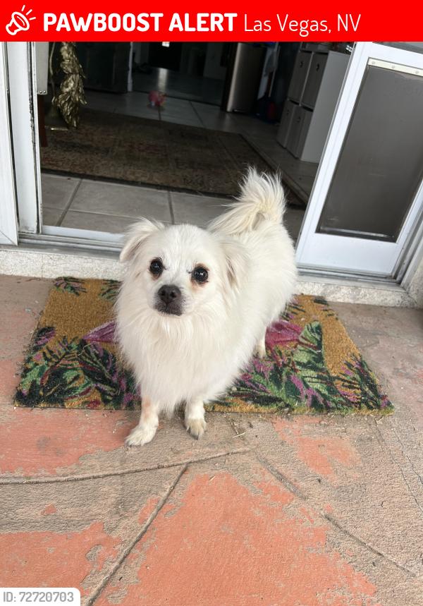 Lost Male Dog last seen Gowan and Durango, Las Vegas, NV 89129