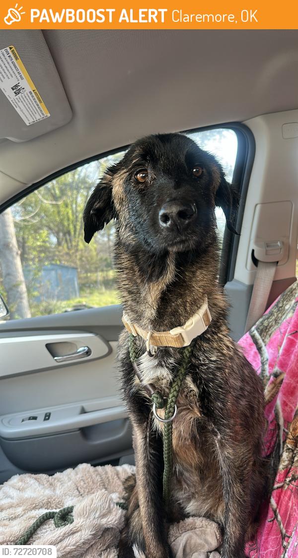 Found/Stray Female Dog last seen claremore oklahoma, Claremore, OK 74019