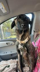Found/Stray Female Dog last seen claremore oklahoma, Claremore, OK 74019