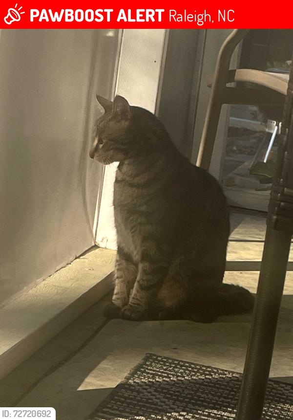Lost Unknown Cat last seen trailhead @ N. Hills, Raleigh, NC 27609