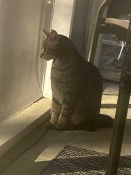 Lost Unknown Cat last seen trailhead @ N. Hills, Raleigh, NC 27609