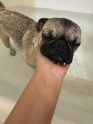 Lost Female Dog last seen Alta, Las Vegas, NV 89101