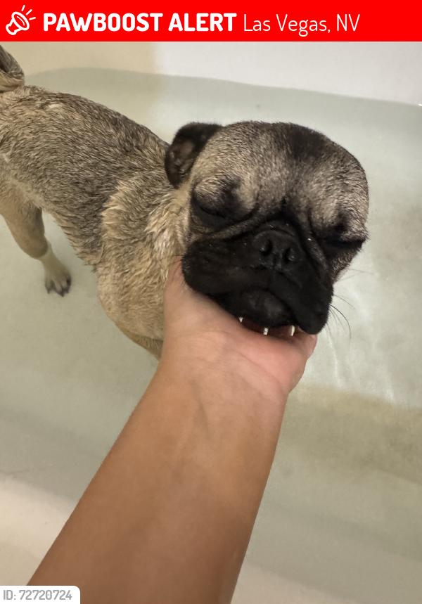 Lost Female Dog last seen Alta, Las Vegas, NV 89101