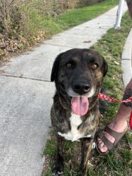 Found/Stray Male Dog last seen Grant and Johnson Drive, Merriam, KS 66203