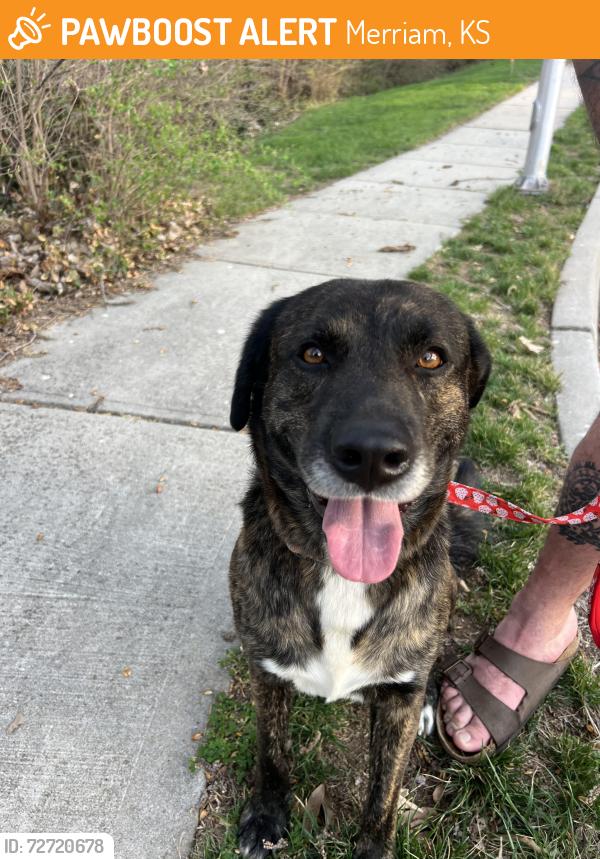 Found/Stray Male Dog last seen Grant and Johnson Drive, Merriam, KS 66203