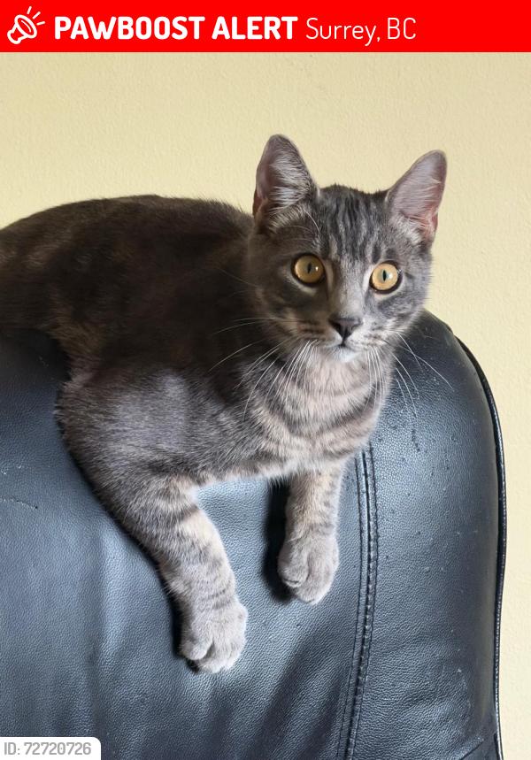 Lost Male Cat last seen Near Bluebird Cres , Surrey, BC 
