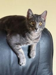 Lost Male Cat last seen Near Bluebird Cres , Surrey, BC 