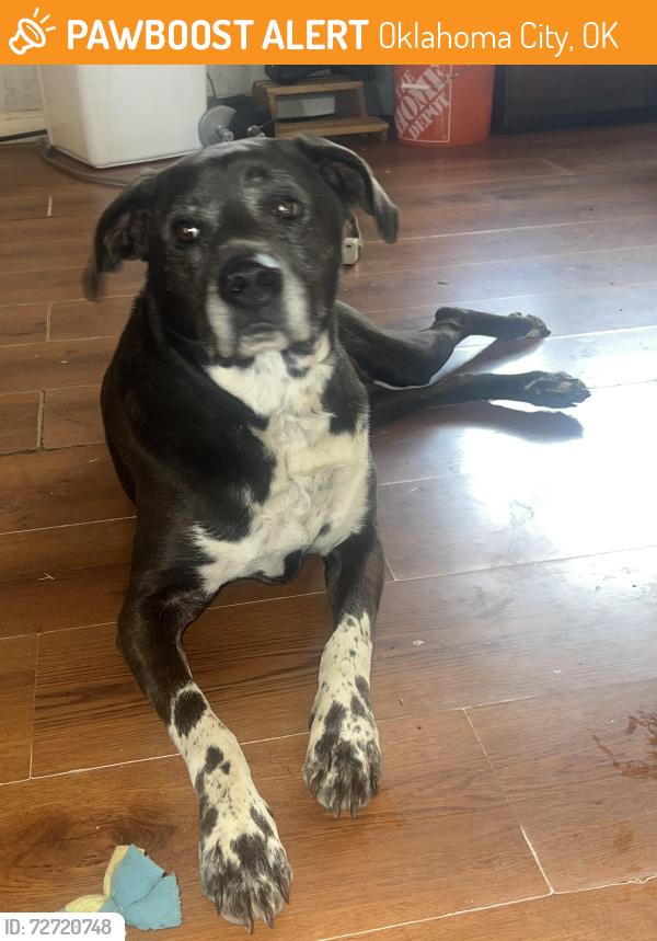 Found/Stray Female Dog last seen Near nw 56th and Portland , Oklahoma City, OK 73112