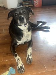 Found/Stray Female Dog last seen Near nw 56th and Portland , Oklahoma City, OK 73112