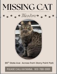 Lost Male Cat last seen 86th State Ave, Kansas City, KS 66112