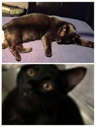 Lost Male Cat last seen Atlantic/slauson, Maywood, CA 90270