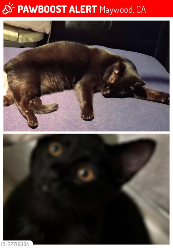 Lost Male Cat last seen Atlantic/slauson, Maywood, CA 90270