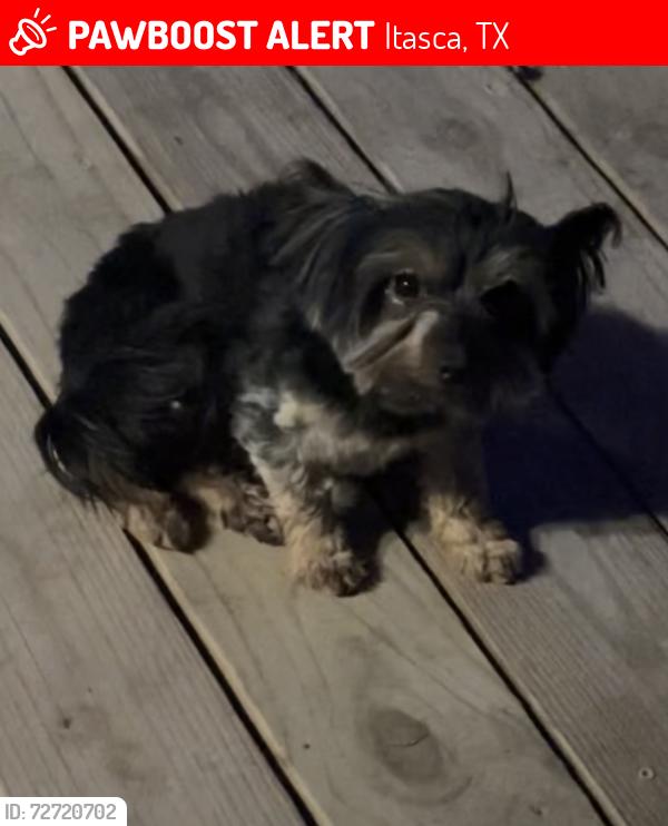 Lost Male Dog last seen County Rd 66/ Fm 934, Itasca, TX 76055