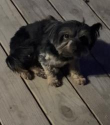 Lost Male Dog last seen County Rd 66/ Fm 934, Itasca, TX 76055