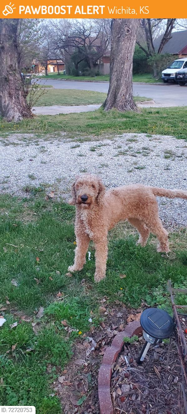 Found/Stray Unknown Dog last seen Hiram and lydia, Wichita, KS 67213