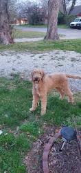 Found/Stray Unknown Dog last seen Hiram and lydia, Wichita, KS 67213
