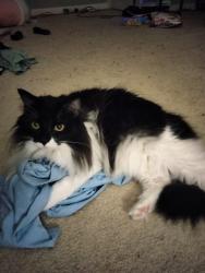 Lost Female Cat last seen Five Forks and Eagle Crossing Dr , Lawrenceville, GA 30044