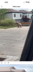 Found/Stray Unknown Dog last seen Barstow and Anaheim, Albuquerque, NM 87122