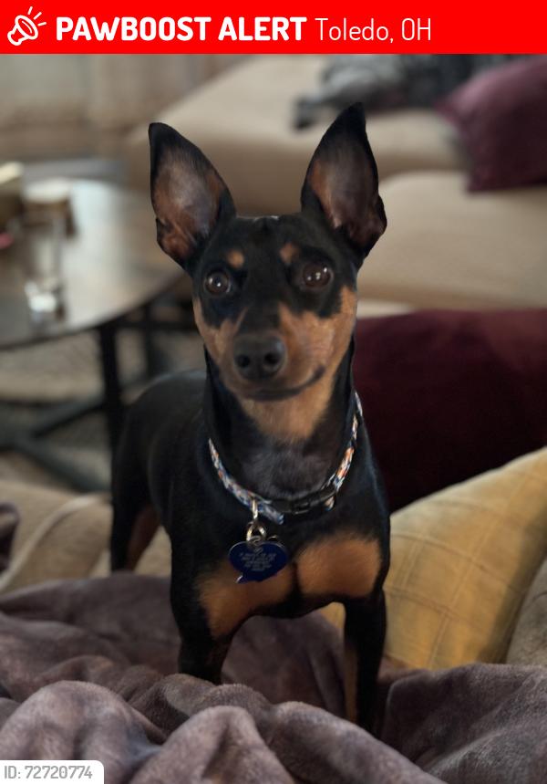 Lost Male Dog last seen Chestnut & Pearl, Toledo, OH 43608