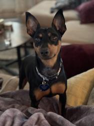 Lost Male Dog last seen Chestnut & Pearl, Toledo, OH 43608