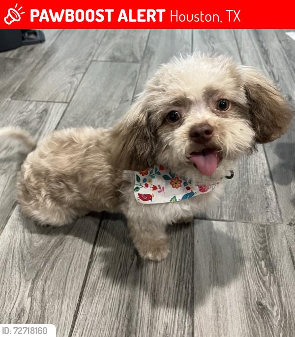 Lost Female Dog last seen Royal thistle , Houston, TX 77088