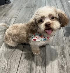 Lost Female Dog last seen Royal thistle , Houston, TX 77088