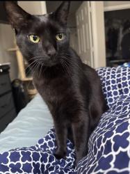 Lost Male Cat last seen Meadows and Wellesley , Boynton Beach, FL 33436