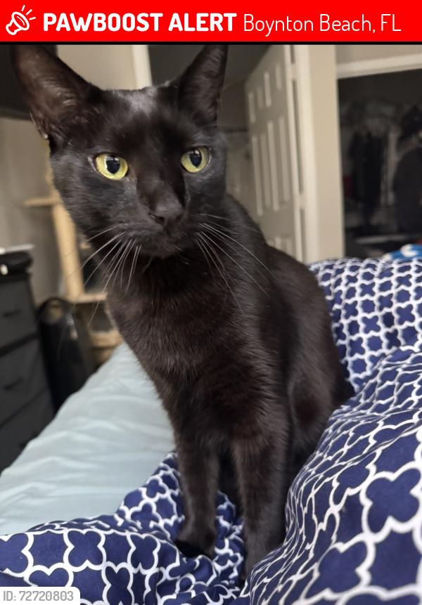 Lost Male Cat last seen Meadows and Wellesley , Boynton Beach, FL 33436