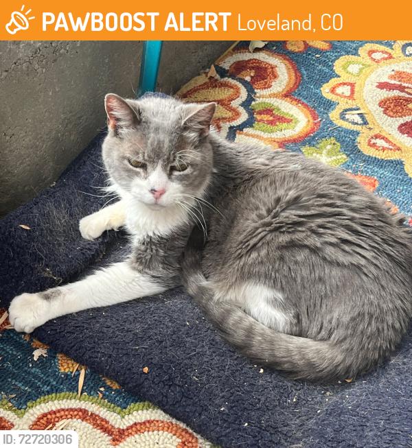 Found/Stray Unknown Cat last seen 4th St. and Colorado Ave., Loveland, CO 80537