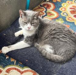 Found/Stray Unknown Cat last seen 4th St. and Colorado Ave., Loveland, CO 80537