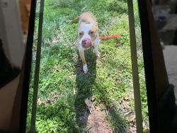 Found/Stray Female Dog last seen Woodelves Way, Temple Hills, MD 20748
