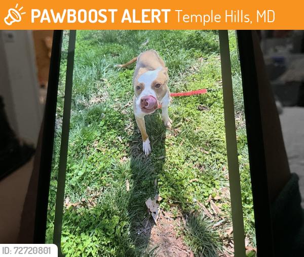 Found/Stray Female Dog last seen Woodelves Way, Temple Hills, MD 20748