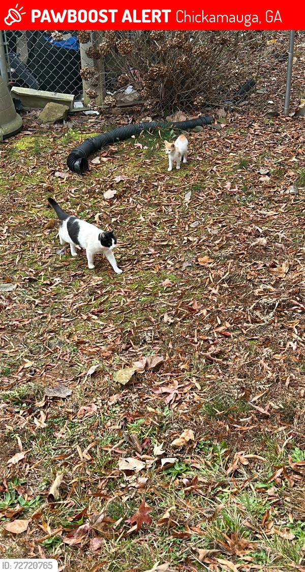 Lost Female Cat last seen In the driveway, under my car, Chickamauga, GA 30707