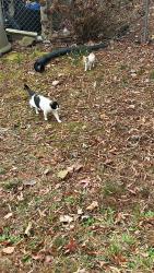 Lost Female Cat last seen In the driveway, under my car, Chickamauga, GA 30707