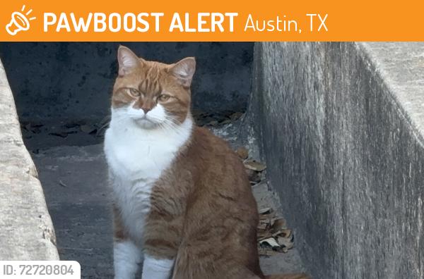 Found/Stray Unknown Cat last seen Mesa and Steck, Austin, TX 78759