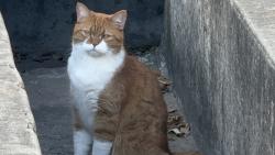 Found/Stray Unknown Cat last seen Mesa and Steck, Austin, TX 78759