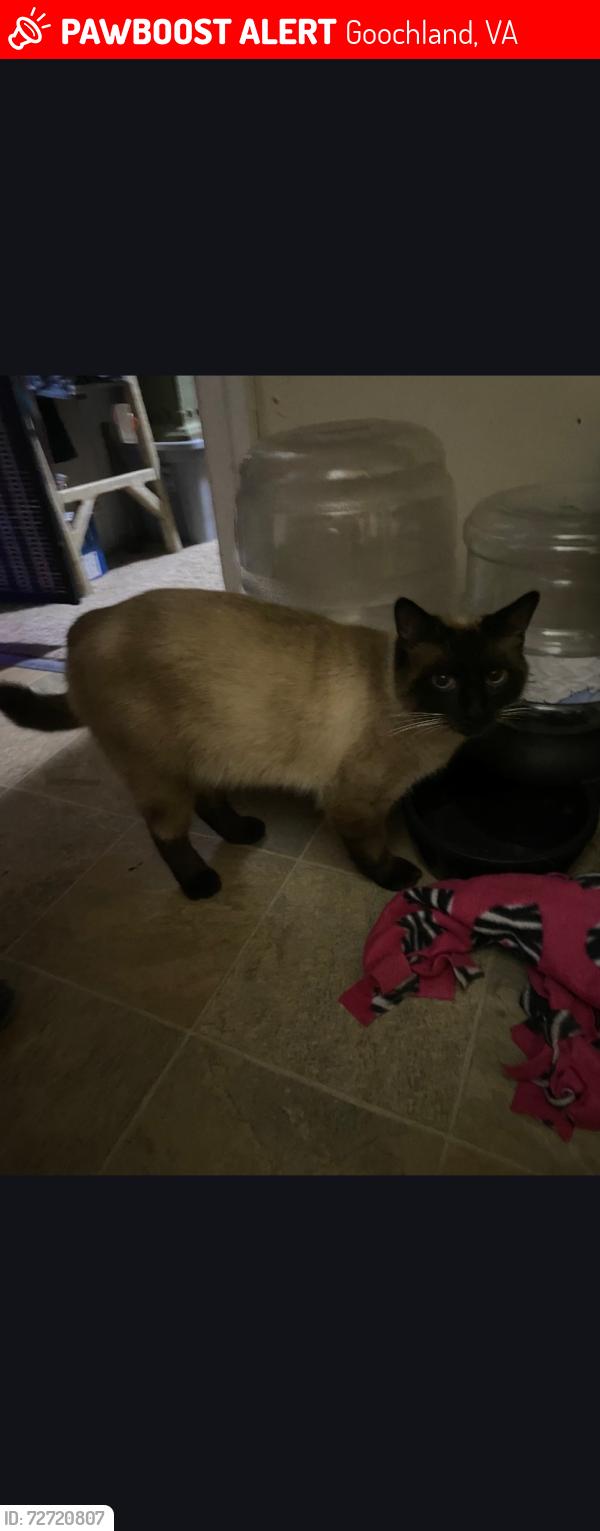 Lost Male Cat last seen Goochland Courthouse, Goochland, VA 23063