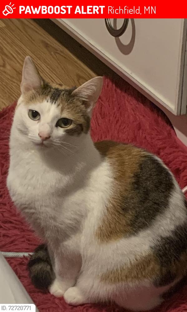 Lost Female Cat last seen Portland Ave & 73rd street Richfield MN, Richfield, MN 55423