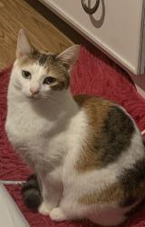 Lost Female Cat last seen Portland Ave & 73rd street Richfield MN, Richfield, MN 55423