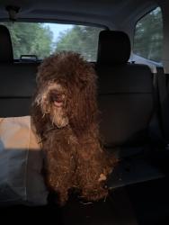 Found/Stray Female Dog last seen Interstate 80 , Terrell, TX 75160