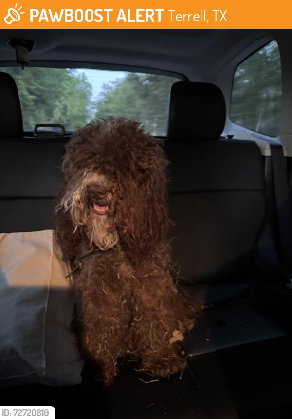 Found/Stray Female Dog last seen Interstate 80 , Terrell, TX 75160