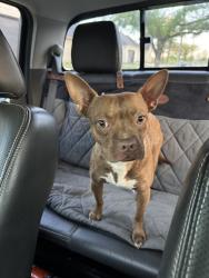 Found/Stray Male Dog last seen Nearby Address: 5799-5701 E Lancaster Ave, Fort Worth, TX 76112, Fort Worth, TX 76112