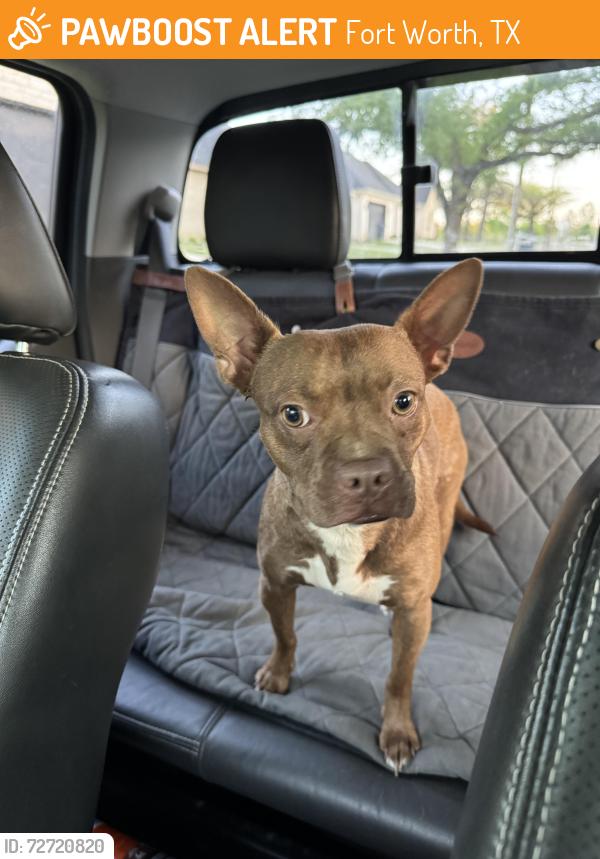 Found/Stray Male Dog last seen Nearby Address: 5799-5701 E Lancaster Ave, Fort Worth, TX 76112, Fort Worth, TX 76112