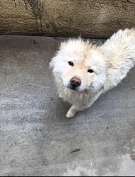 Lost Female Dog last seen baseline , San Bernardino, CA 92411