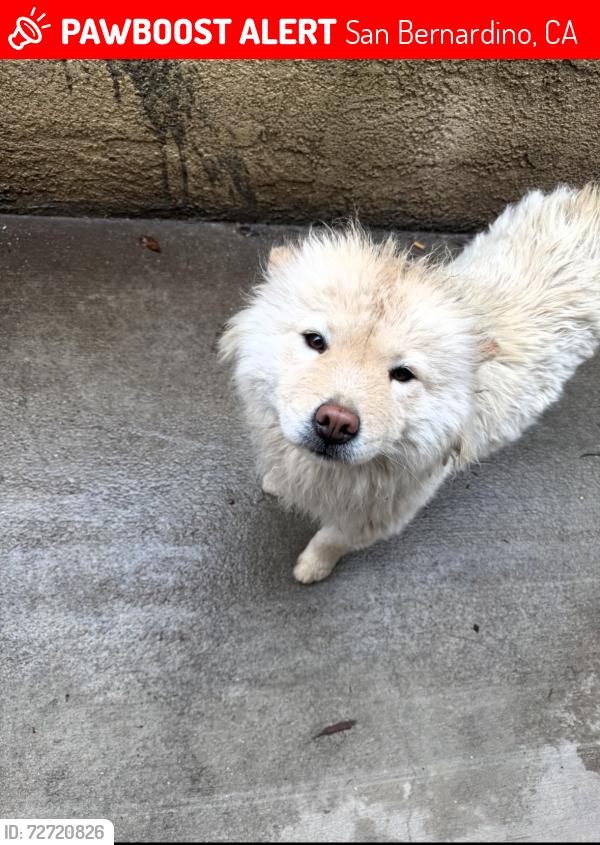 Lost Female Dog last seen baseline , San Bernardino, CA 92411