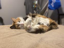 Lost Female Cat last seen West Quail Avenue Peoria AZ, Peoria, AZ 85383