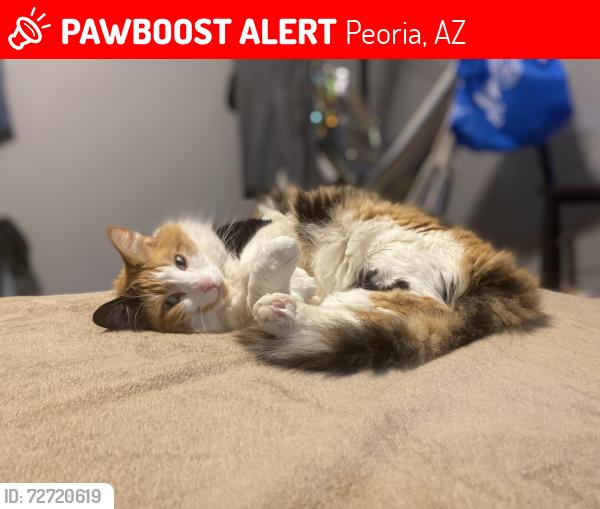 Lost Female Cat last seen West Quail Avenue Peoria AZ, Peoria, AZ 85383