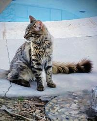 Lost Male Cat last seen Near El Pete Peterson Park, Off Murrieta Rd. & Park City, Menifee, CA 92584