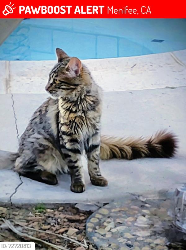 Lost Male Cat last seen Near El Pete Peterson Park, Off Murrieta Rd. & Park City, Menifee, CA 92584