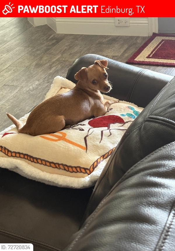 Lost Male Dog last seen N Closner Blvd, Edinburg, TX 78541